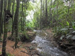 Cerro El Manzanillo y Humedal Ditaires en Itagüí